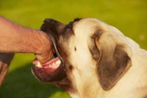 proper action after dog bite