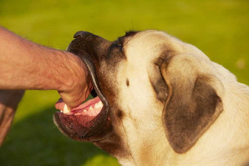 proper action after dog bite