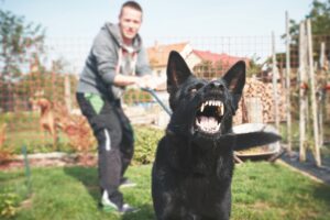 Dog bite or other dog attacks