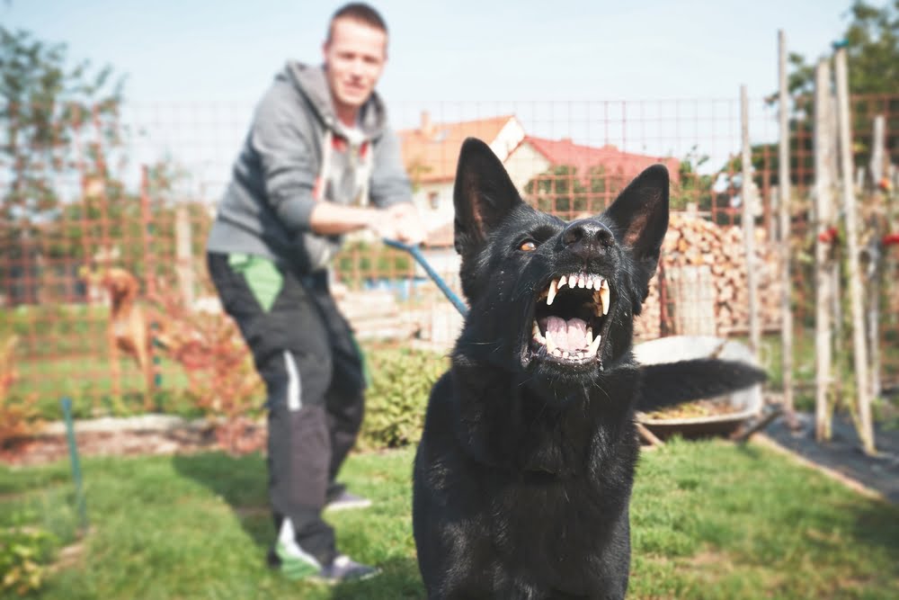 Dog bite or other dog attacks